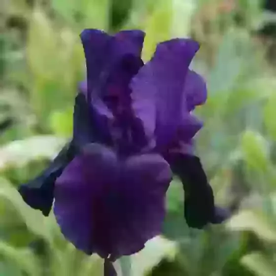 Iris 'Black Swan' Bearded Iris 